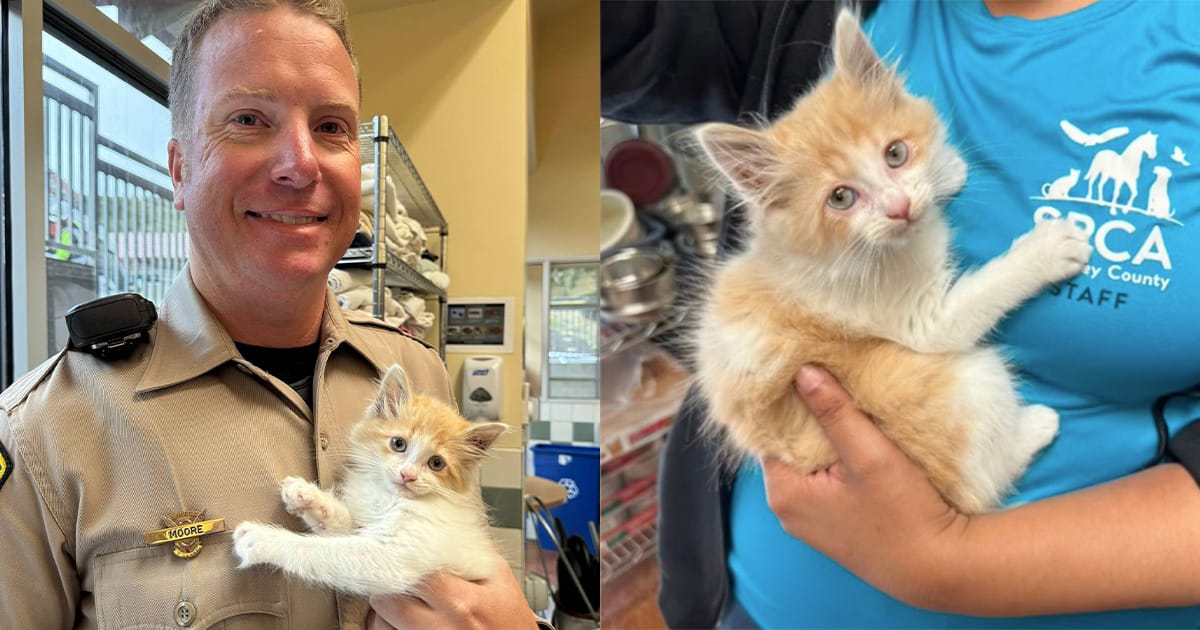 Trooper saves scared kitten from highway — then comes back to adopt her