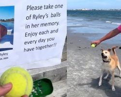 Sweet memorial dog late dog named Ryley inspires people to play ball: “Enjoy each and every day you have together”