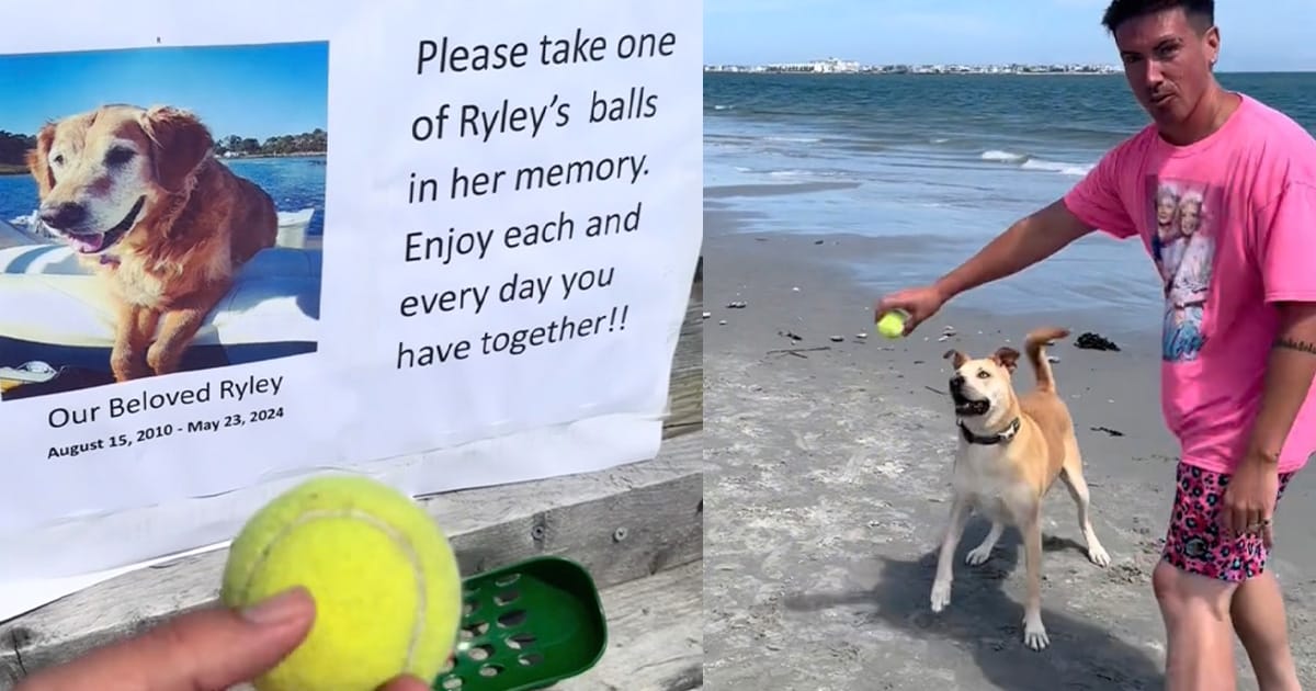 Sweet memorial dog late dog named Ryley inspires people to play ball: “Enjoy each and every day you have together”