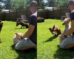 Heartwarming video shows dog helping his paralyzed brother play fetch