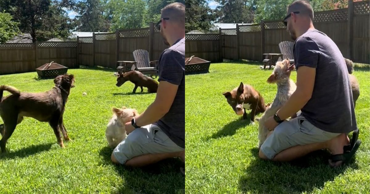 Heartwarming video shows dog helping his paralyzed brother play fetch