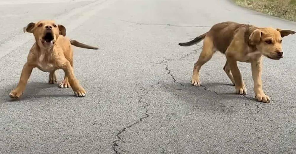 Woman Rescues Two Feral Puppies While Driving Home, Returns For Their Blind Mom