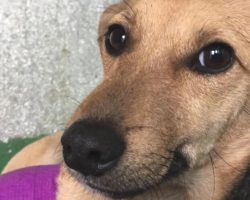 After She Lost A Leg In A Car Accident, The Family Abandoned The Dog Due To Her Looks