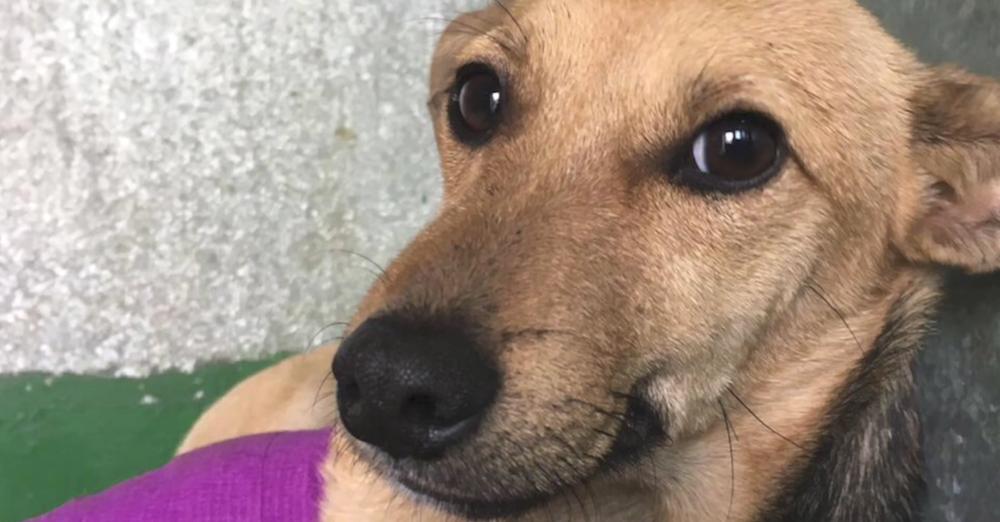 After She Lost A Leg In A Car Accident, The Family Abandoned The Dog Due To Her Looks