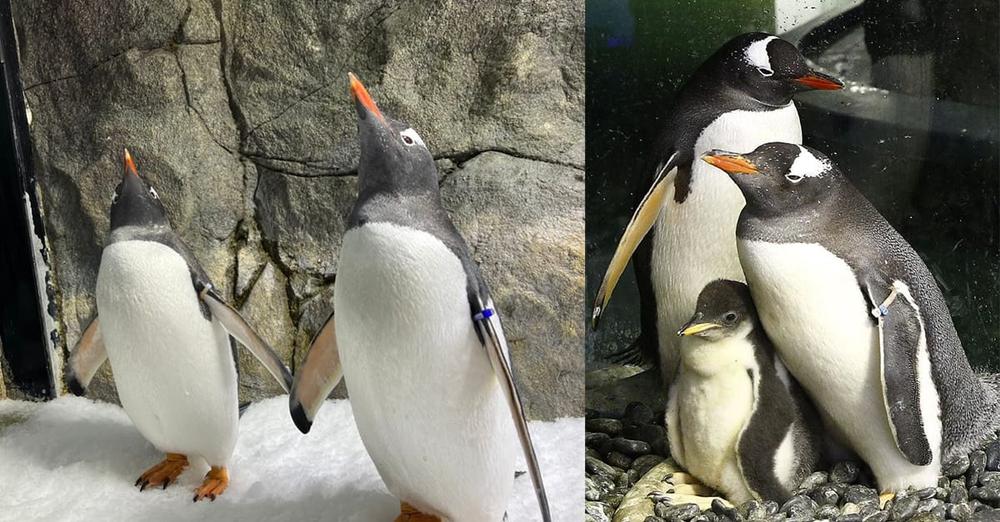 Sphen, penguin famous for hatching two chicks with same-sex partner, has died — rest in peace