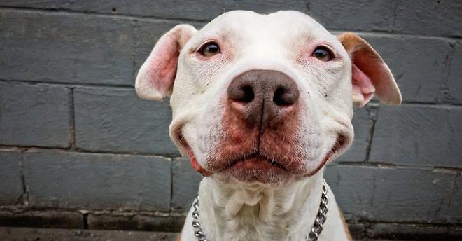 Stray Dog Won’t Stop Smiling After Man Rescues Him Off The Street And Takes Him Home