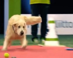 Golden Retriever Embarrasses His Mom At Dog Show In Funniest Way Possible