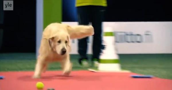 Golden Retriever Embarrasses His Mom At Dog Show In Funniest Way Possible