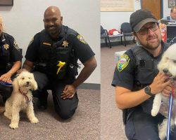 Canadian poodle pup was stolen, smuggled across US border — fate leads to reunion 10 months later