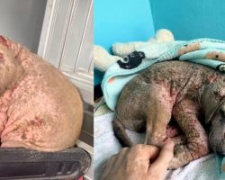 Abandoned puppy was found in terrible shape — see his incredible transformation one year later