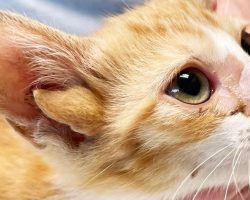 Rescued kitten discovered to have “extremely rare,” “1 in a million” mutation — has four ears