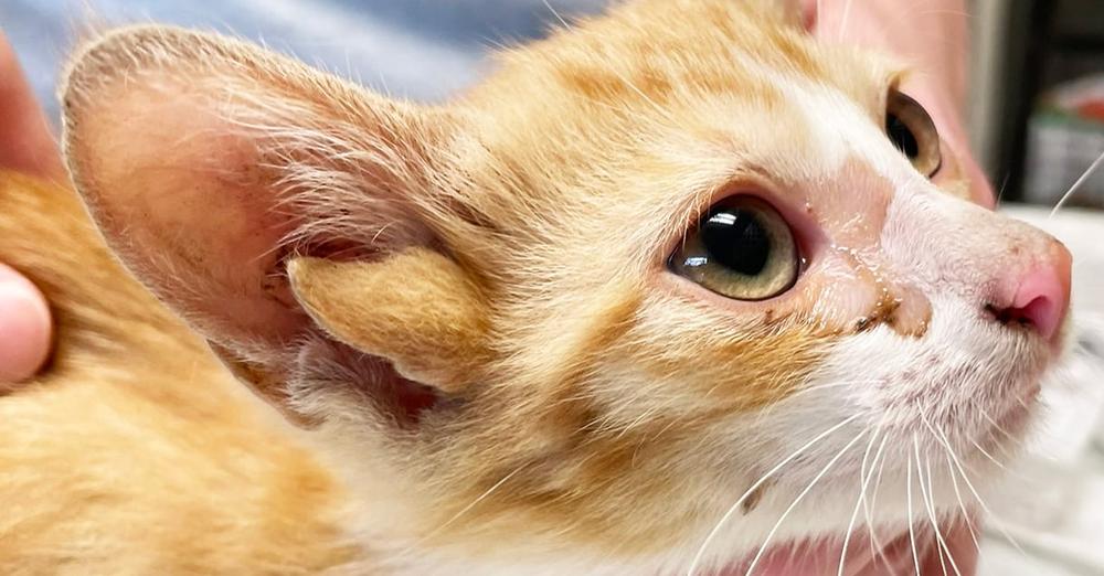 Rescued kitten discovered to have “extremely rare,” “1 in a million” mutation — has four ears