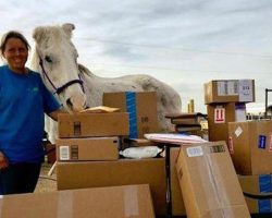 Old Horse Who Saved His Own Life By Hiding Between Donkeys Is Showered With Gifts