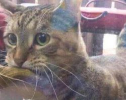 Cat Grabs A Leaf With Her Mouth And Presents It To Shop Owner To Buy Fish