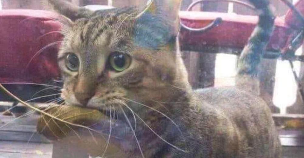 Cat Grabs A Leaf With Her Mouth And Presents It To Shop Owner To Buy Fish