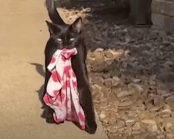 Long-time Cat Burglar Has ‘No Remorse’ For Continued Thefts in Neighborhood