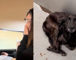 Woman browses shelter’s euthanasia list – when she sees a familiar face, she rushes to save a life