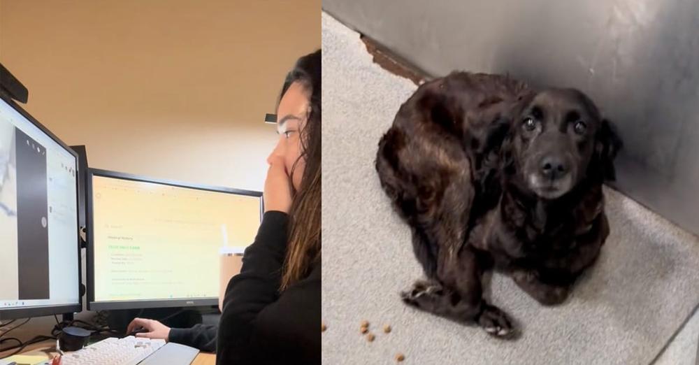 Woman browses shelter’s euthanasia list – when she sees a familiar face, she rushes to save a life