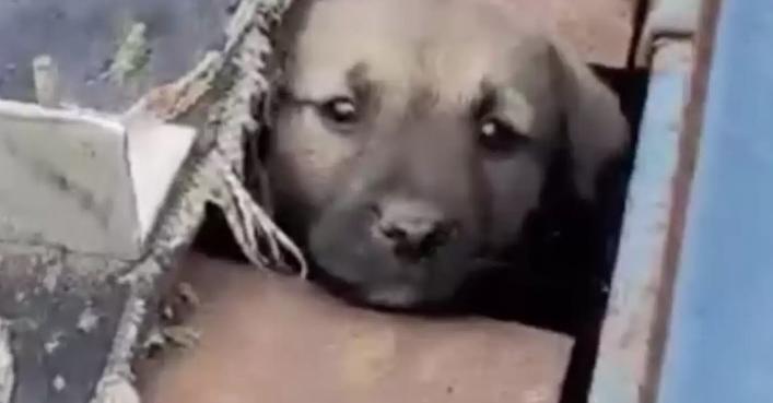 Rescuer Spots Pleading Face Peeking Out From Rusty Hole