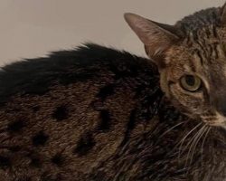 Cat emerges from wildfires with only minor injuries, becomes symbol of hope for community