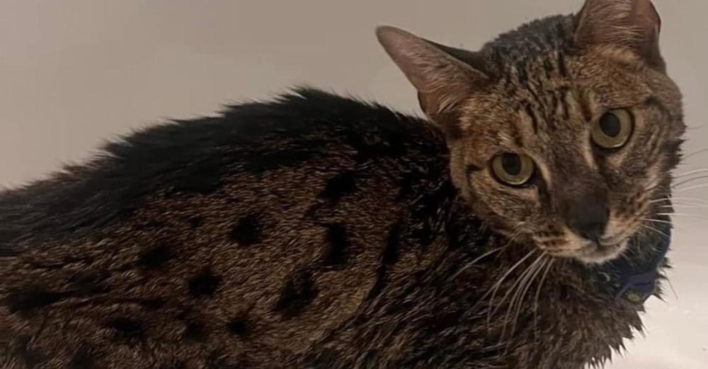 Cat emerges from wildfires with only minor injuries, becomes symbol of hope for community