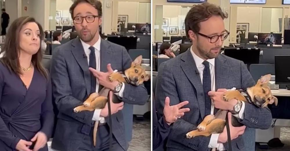 News Anchor’s Sweet Reaction When Puppy Falls Asleep In His Arms Gets Her Adopted