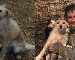 Meet Bobby, the former stray dog who is the breakout star of “House of the Dragon”