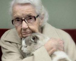 20-Year-Old Cat Surrendered To Shelter Gets Adopted by 101-Year-Old Lady: A Match Made In Heaven!