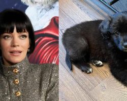 Lily Allen receives backlash after revealing she gave up adopted dog: “It ate my passport, so I took her back to the home”