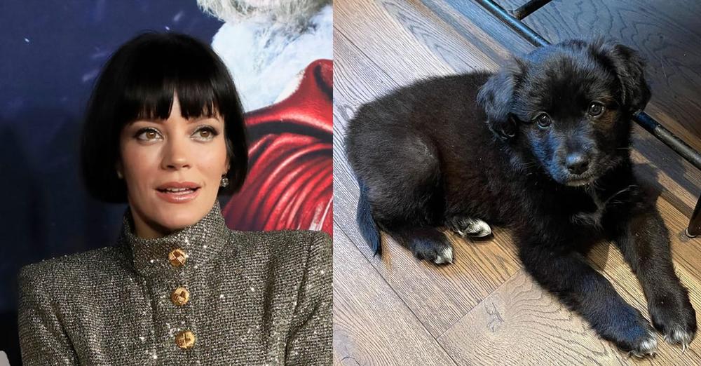 Lily Allen receives backlash after revealing she gave up adopted dog: “It ate my passport, so I took her back to the home”