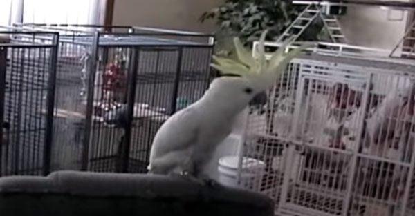 Cockatoo Dances In Tempo To ‘Another One Bites The Dust’