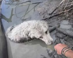 New Zealand Adventurer Canoeing Across Canada Saves Life Of Dog In River