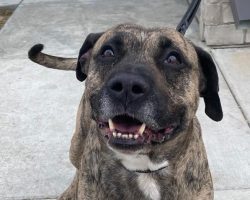 “Sweet old man” dog finally adopted after more than 500 days in shelter — congrats