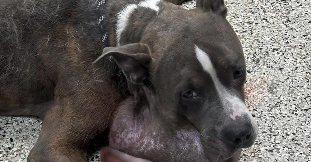 Dog rescued from neglect had a 7-pound tumor on his face — now his life has changed forever
