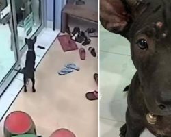 Lost Puppy Remembers The Way To Vet Clinic And Knocks On Door For Help