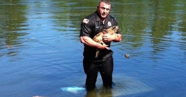 Dog Trapped In A Submerged Truck Had No Hope Of Escape Until A Heroic Officer Dives Underwater