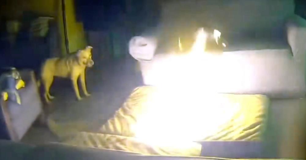 Dog accidentally causes huge fire in home — fire department warns of hidden household danger