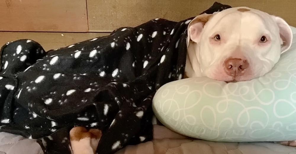 Dog Living With Homeless Owner Gets His First Taste Of Peace