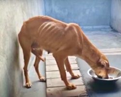 ‘Failed’ Guard Dog Ate Her Last Meal But Vet Couldn’t Put Her Down