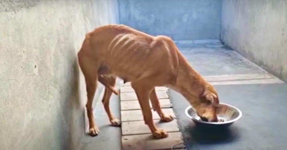 ‘Failed’ Guard Dog Ate Her Last Meal But Vet Couldn’t Put Her Down