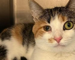 Update: Espresso, shelter cat passed over due to different-sized eyes, finally adopted — congrats ❤️