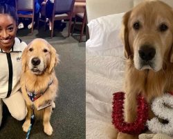 Meet Beacon, Team USA gymnastics’ beloved therapy dog: “Most Valuable Pup”