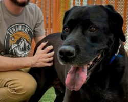 Dog returned to shelter for being “too boring” looking for new forever home