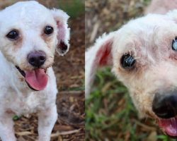 Doggy siblings ended up as strays after their owner died, now they’re looking for a new home