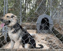Dog spent 4 years locked in small backyard pen — now he’s finally free