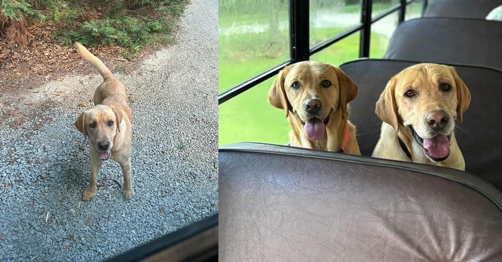 Abandoned dog chases after doggy daycare’s “pup bus,” begging for a ride — it leads to a happy ending