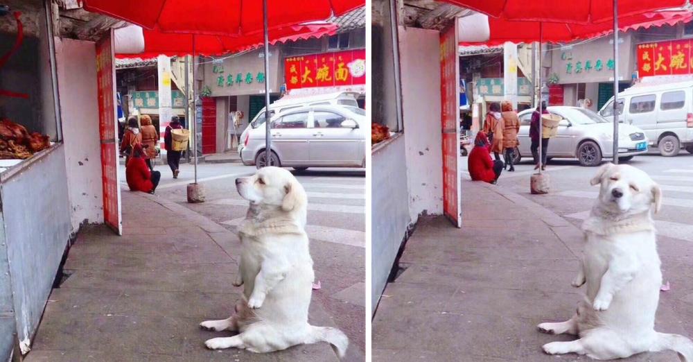 Short-Legged Dog Melts Hearts As It Patiently Waits For Free Fried Chicken From Stall
