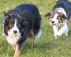 Border Collies Make Their Own Fun When Not Herding Sheep