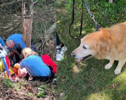 After owner falls and injures hip, loyal golden retriever saves the day, gets help