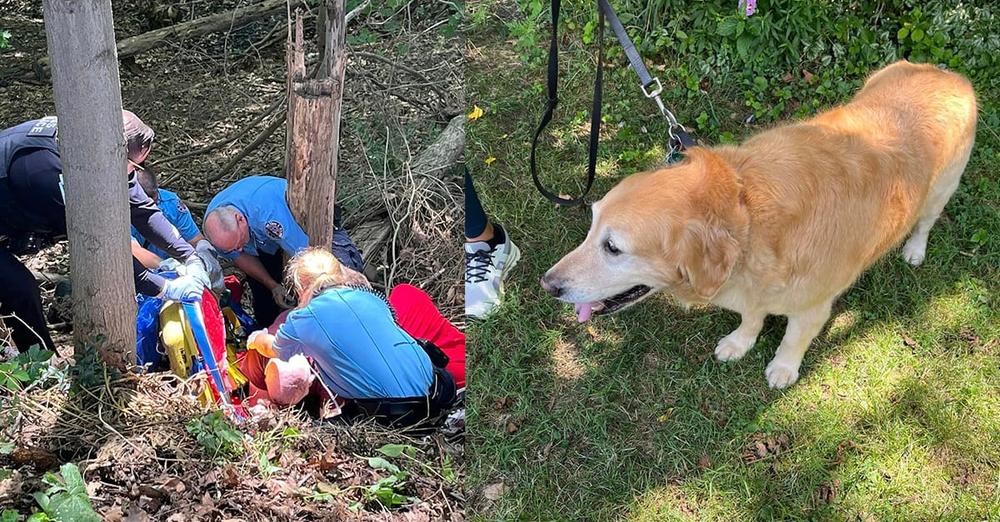 After owner falls and injures hip, loyal golden retriever saves the day, gets help